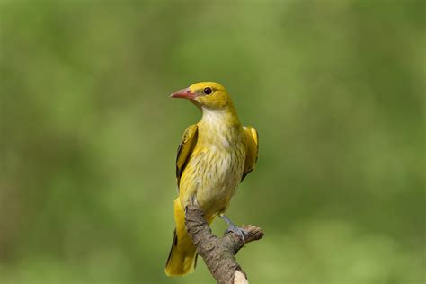  金鵑鳥，擁有華麗羽毛的飛行奇蹟！