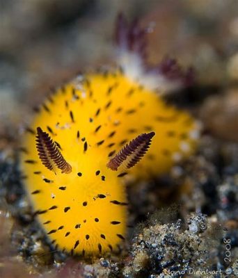  Yellow-Spotted Slug Moth，A Curious Creature With Vivid Spots That Crawls Through Sandy Shores!