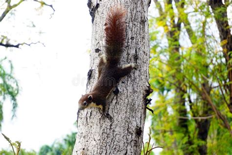    τὴνζαζύμη： 擁有柔軟毛皮且擅長在樹上攀爬的可愛小動物！