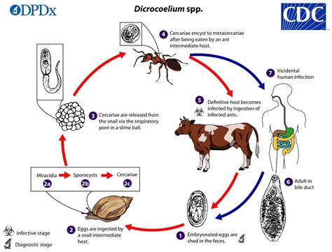  Dicrocoelium dendriticum: 寄生於草食動物的奇異旅途，牠們究竟是如何穿梭於蝸牛和螞蟻之間呢？