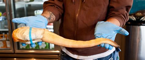  Geoduck！一種擁有驚人長度的頸部和令人驚嘆的濾食能力的雙殼類動物