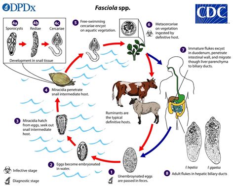   巨型單細胞生物—福氏囊絲蟲！這種寄生蟲的奇特生命史會讓你大吃一驚！