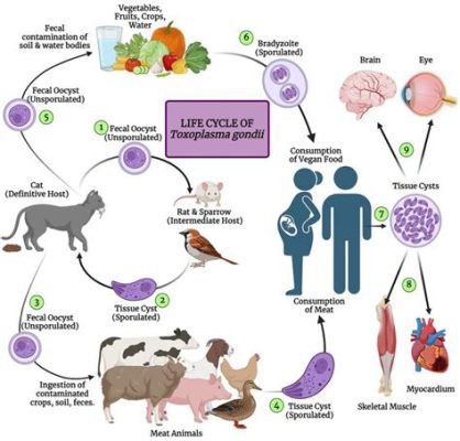  蟲形綱的隱藏冠軍: Toxoplasma gondii 究竟是怎麼在宿主體內「偷」生？