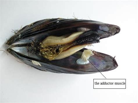  刀 mussel 擁有堅韌的殼和令人驚嘆的濾食能力！