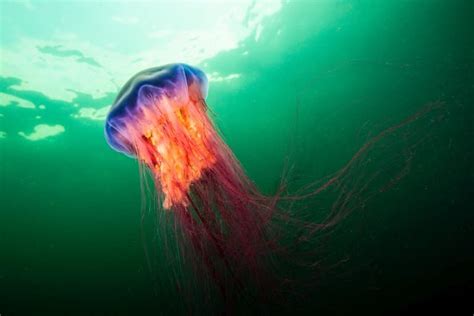  Lion's Mane Jellyfish: An Enchanting Umbrella Pulsating with Bioluminescent Splendor!