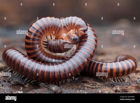   millipede, slow-moving armored marvels with thousands of legs!