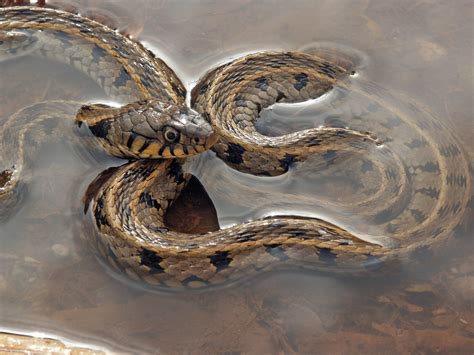   nativity-of-natrix-the-water-snake-is-known-for-its-aquatic-nature-and-stealthy-hunting-techniques!