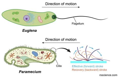   パラメシウム，一個以鞭毛運動著稱的單細胞生物！