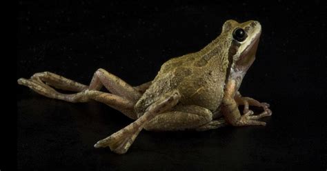   Ribeiroia ondatrae:  The Parasite That Turns Frogs Into Frankenfrogs!