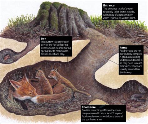  松鼠 Is it True That These Agile Acrobats Are Masters of Both Forest Canopies and Underground Burrows?