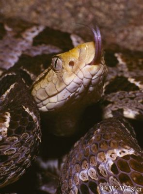   terciopelo Snakes：Are These Slithering Beauties the Silent Guardians of Our Rainforest Ecosystem?