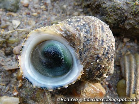   turban snail 渦蝸 Snail, Its Shell Is A Swirling Masterpiece And Its Movements Are As Graceful As A Ballet Dancer