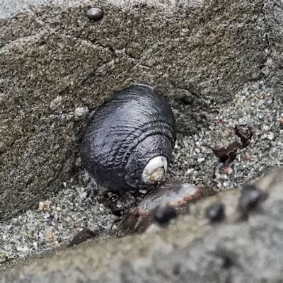   turban Snail，這種擁有螺旋外殼的海洋生物究竟是怎樣生活的？