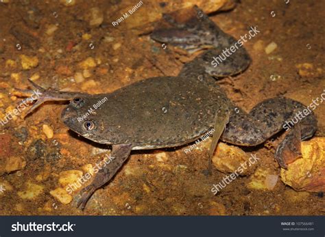  Uganda Clawed Frog: 擁有獨特手爪的兩棲動物，牠們是水底的魔法師！