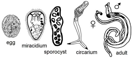  Urogonimus Hokuoensis！A Trematode Master of Camouflage Hiding within Freshwater Fish