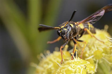  黃蜂 buzzes with iridescent wings and dances through sun-dappled meadows!